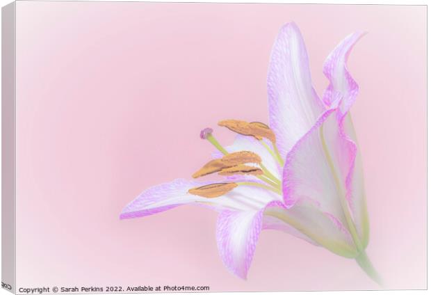 full pink Lily Canvas Print by Sarah Perkins