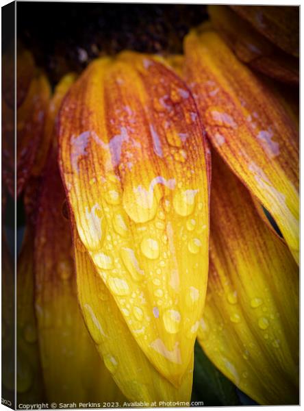 Waterdroplets on a Sunflower petal Canvas Print by Sarah Perkins