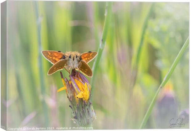 Large Skipper at Rest Canvas Print by Sarah Perkins