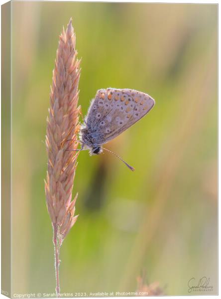 Brown Argus Canvas Print by Sarah Perkins