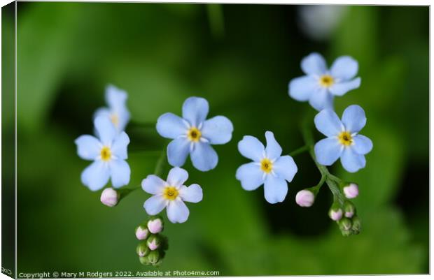 Forget-me-not. Canvas Print by Mary M Rodgers