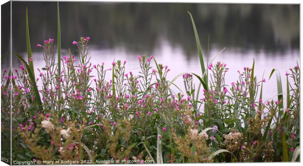 Hairy Willow-herb  Canvas Print by Mary M Rodgers