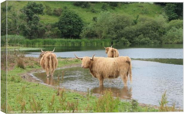 Coos in the Loch Canvas Print by Mary M Rodgers