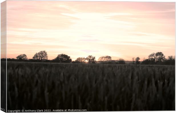 Fields at sunset Canvas Print by Anthony Clark