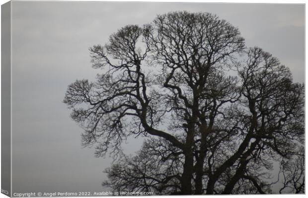 Tree and gray skies  Canvas Print by Angel Perdomo