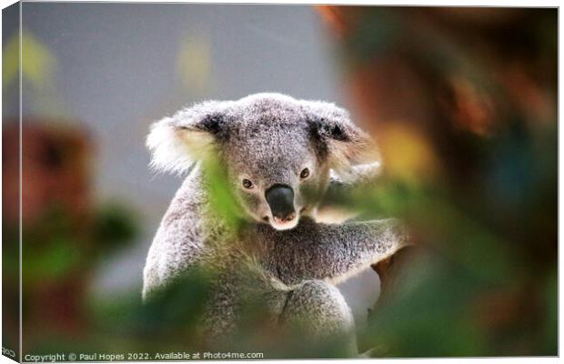 A close up of a koala Canvas Print by Paul Hopes