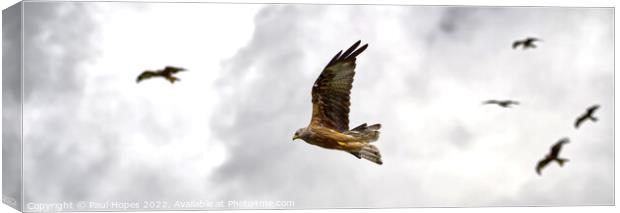 Red Kite Canvas Print by Paul Hopes