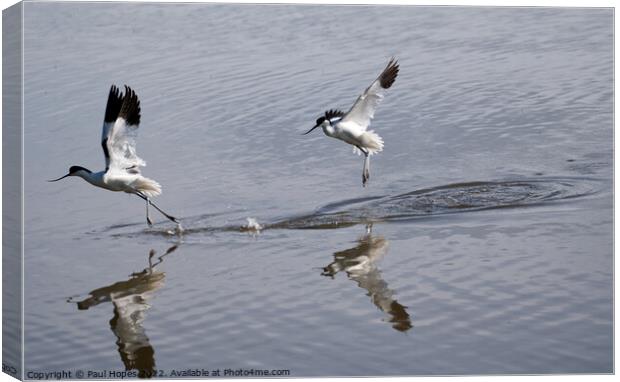 Avocets Canvas Print by Paul Hopes