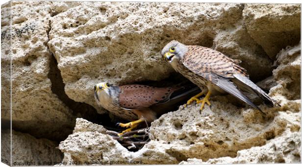 Kestrels Canvas Print by Paul Hopes