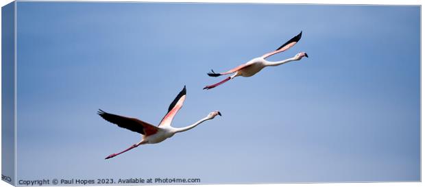 Flamingos in flight Canvas Print by Paul Hopes