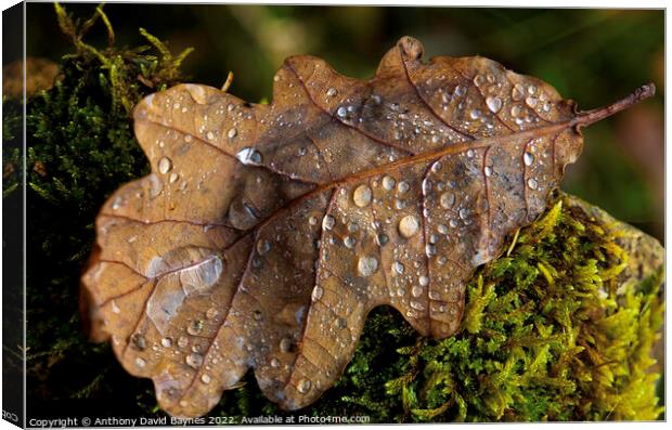 Oak Leaf on moss with water drops Canvas Print by Anthony David Baynes ARPS