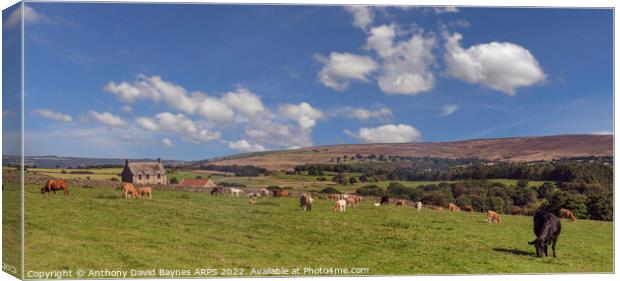 Cattle grazing at Hollins Farm, Goathland, North Yorkshire, UK. Canvas Print by Anthony David Baynes ARPS