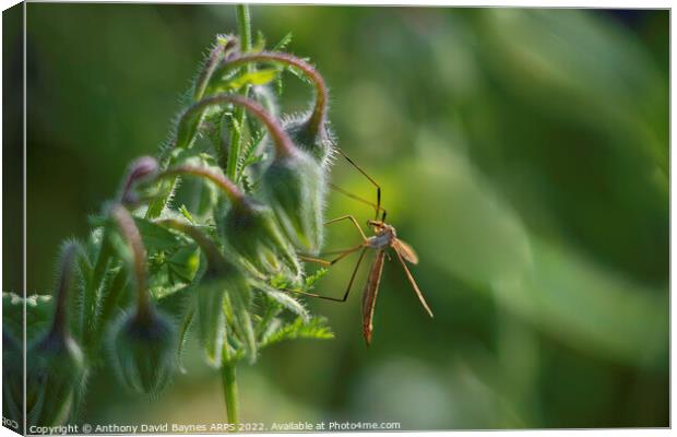 Crane Fly (male) on Borage plant Canvas Print by Anthony David Baynes ARPS