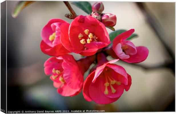 Quince Blossom Canvas Print by Anthony David Baynes ARPS