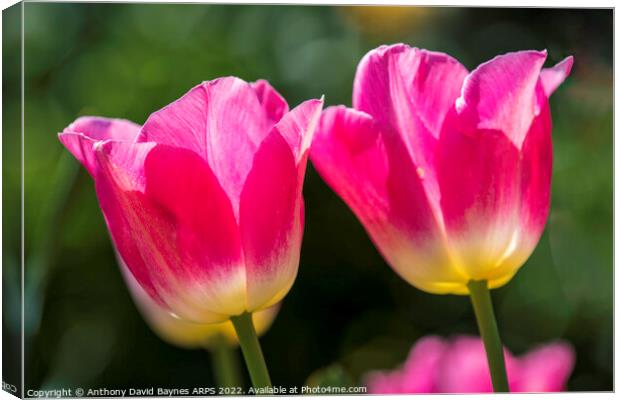 Pair of Pink tulips Canvas Print by Anthony David Baynes ARPS