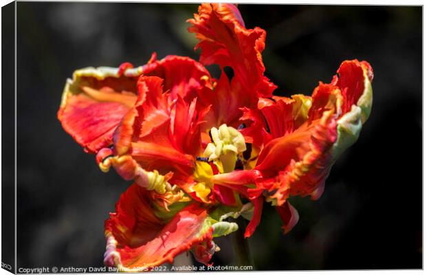 A close up of a Parrot Tulip Canvas Print by Anthony David Baynes ARPS