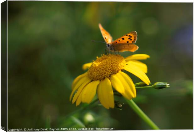 Small Copper Butterfly on a yellow daisy Canvas Print by Anthony David Baynes ARPS