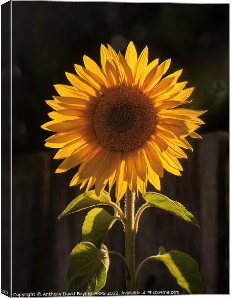 Sunflower, backlit looking as it could be the sun itself. Canvas Print by Anthony David Baynes ARPS