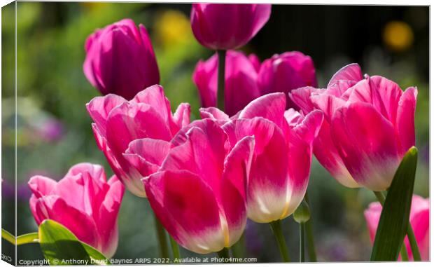 Plant flower Canvas Print by Anthony David Baynes ARPS