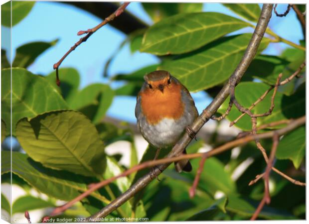 Inquisitive Robin (Erithacus rubecula) Canvas Print by Andy Rodger