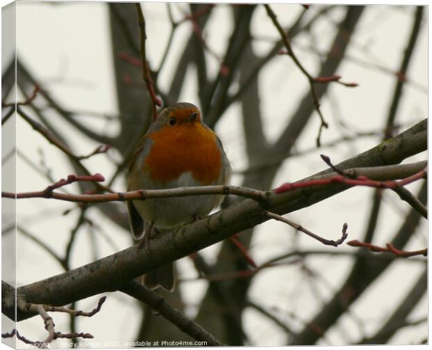 Winter Robin (Erithacus rubecula) Canvas Print by Andy Rodger