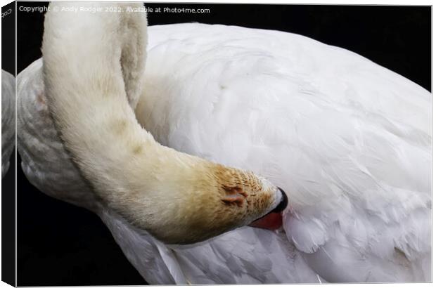 Preening swan (Cygnus olor) Canvas Print by Andy Rodger