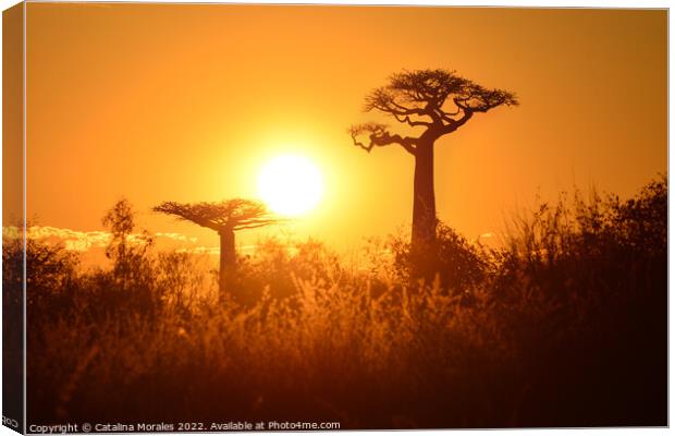 Baobab trees at sunset in Madagascar Canvas Print by Catalina Morales