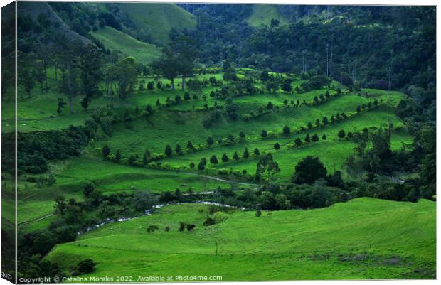 Colombia, Landscape in greens Canvas Print by Catalina Morales