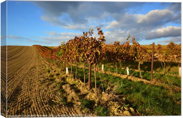 Vineyard landscape in Autumn Canvas Print by Catalina Morales
