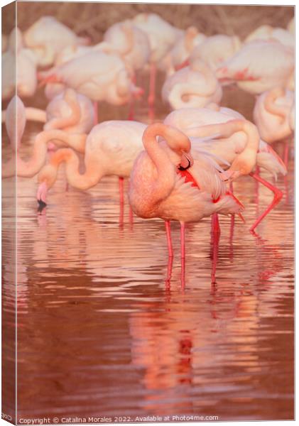 Greater flamingo in Rose Canvas Print by Catalina Morales