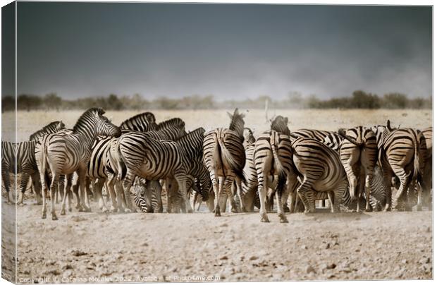 Back to the Zebras  Canvas Print by Catalina Morales