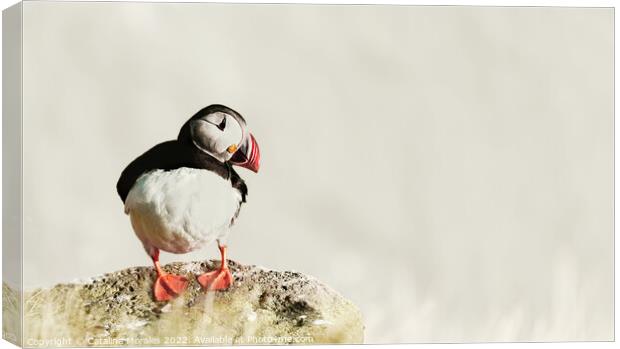 Puffin on the Rocks Canvas Print by Catalina Morales