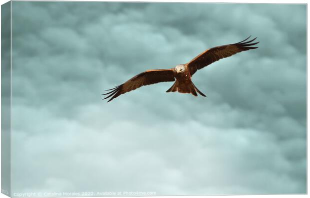 Red Kite in the clouds Canvas Print by Catalina Morales