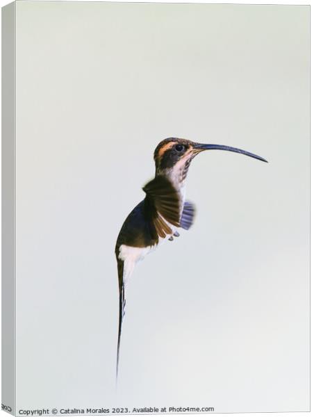 Others Close Up view of a Hermit hummingbird in flight  Canvas Print by Catalina Morales