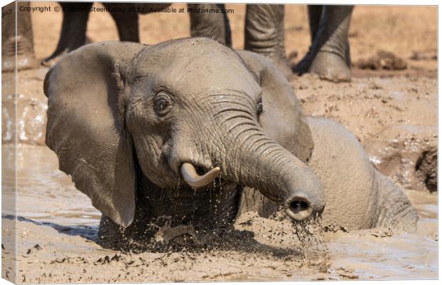 Elephant playing in water Canvas Print by Etienne Steenkamp
