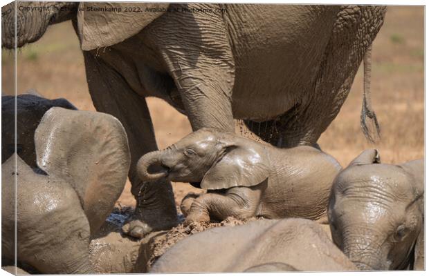 Baby Elephant Canvas Print by Etienne Steenkamp