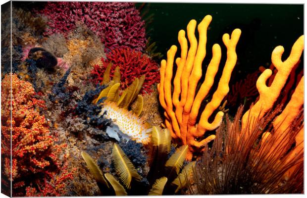 Coral and nudibranch Canvas Print by Etienne Steenkamp