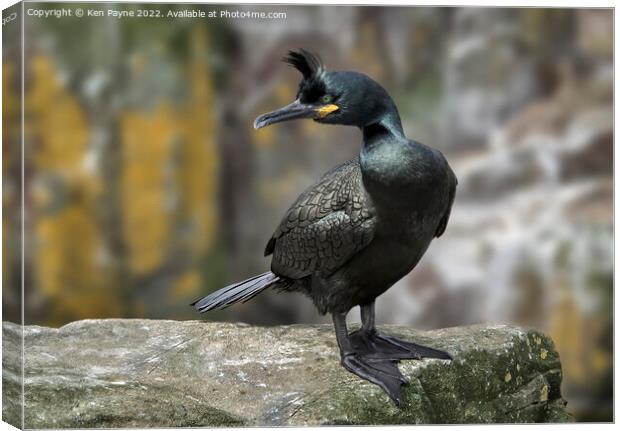 Shag Canvas Print by Ken Payne