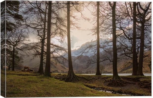 View to Buttermere Lake Canvas Print by Traci Habergham