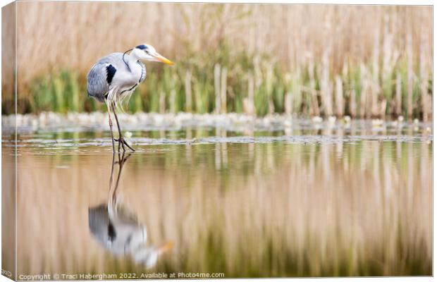 Hungry Heron Canvas Print by Traci Habergham