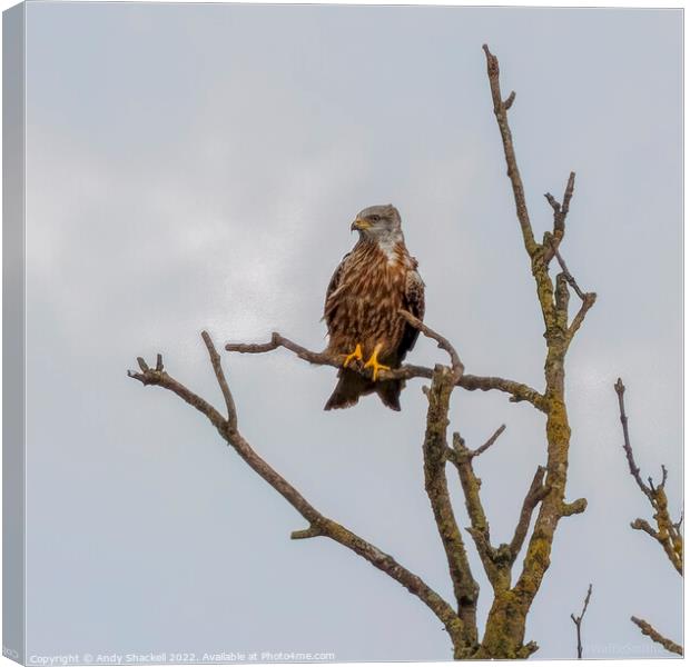 Red Kite Perch Canvas Print by Andy Shackell