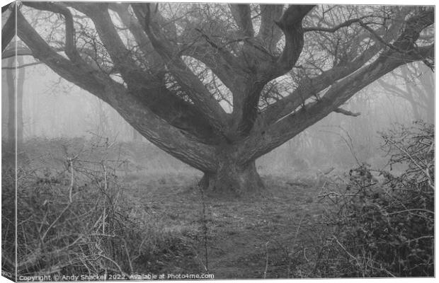 Moody Oak Canvas Print by Andy Shackell