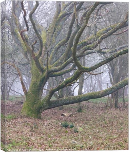 Misty oak Canvas Print by Andy Shackell