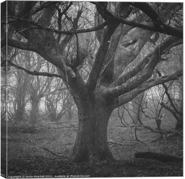 Lord of the trees Canvas Print by Andy Shackell