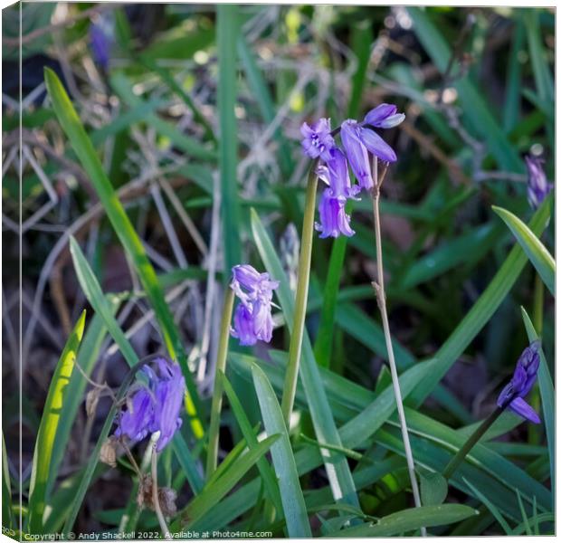 trio of Bluebells Canvas Print by Andy Shackell