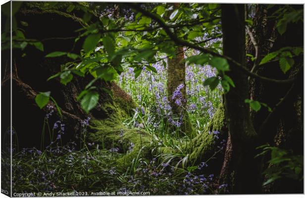 Faerie Glade Canvas Print by Andy Shackell