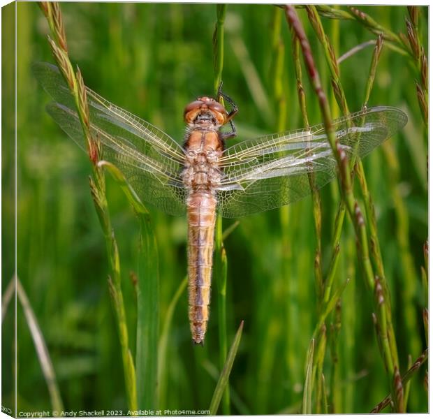 Brown Hawker Dragonfly Canvas Print by Andy Shackell