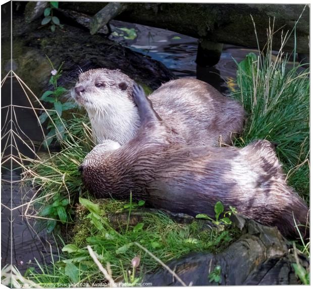 Cuddling Otters Canvas Print by Andy Shackell