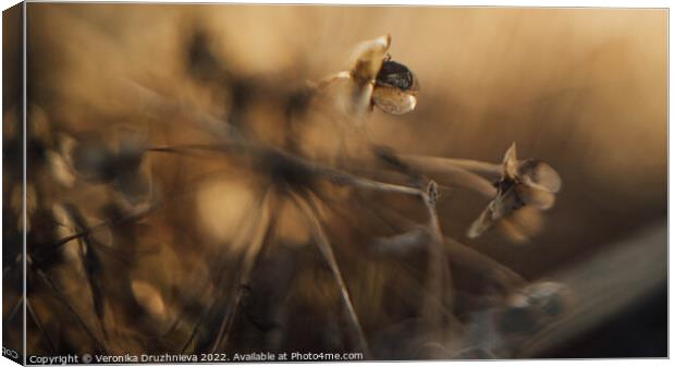 A close up of a dry flower Canvas Print by Veronika Druzhnieva