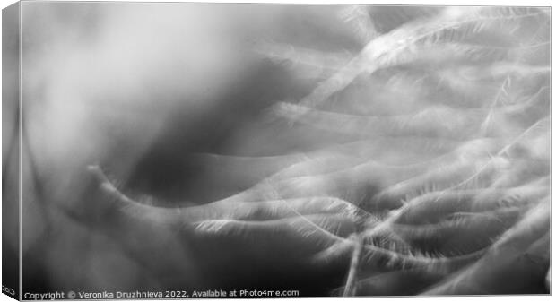 Black and white feather macro Canvas Print by Veronika Druzhnieva